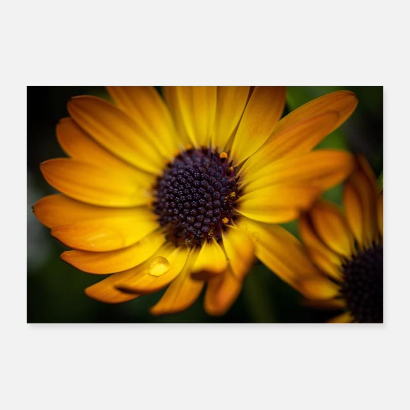 Teardrop Poster 36" x 24" (90x60 cm)