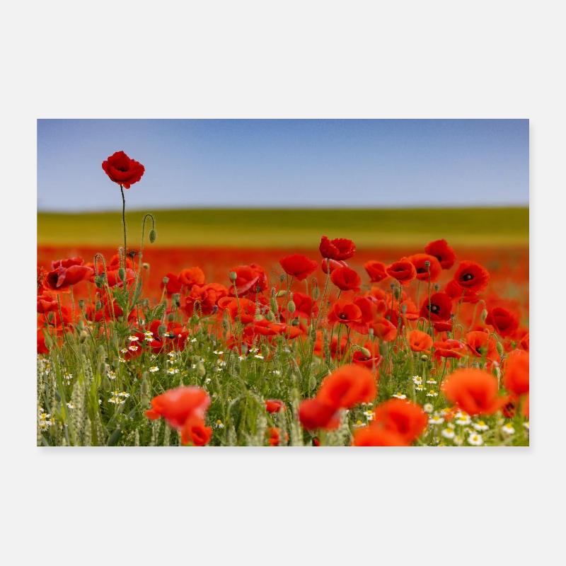 Champ de coquelicots Poster 90 x 60 cm