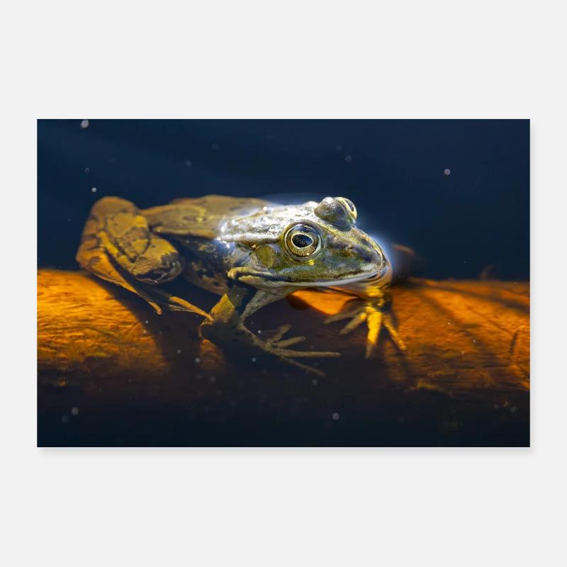 Teichfrosch Poster 90x60 cm