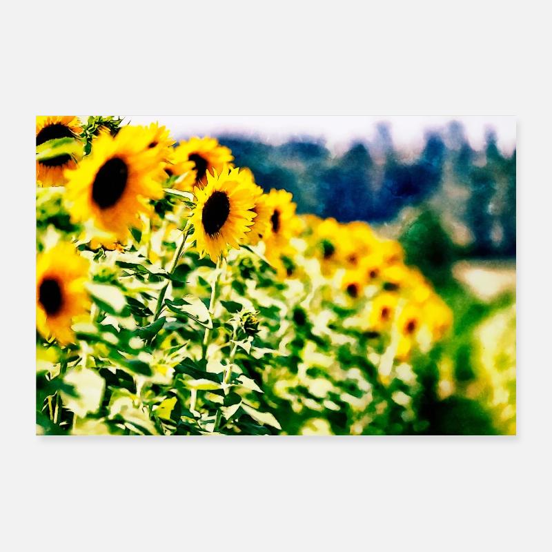 Sonnenblumen - Poster 90x60 cm - Weiß