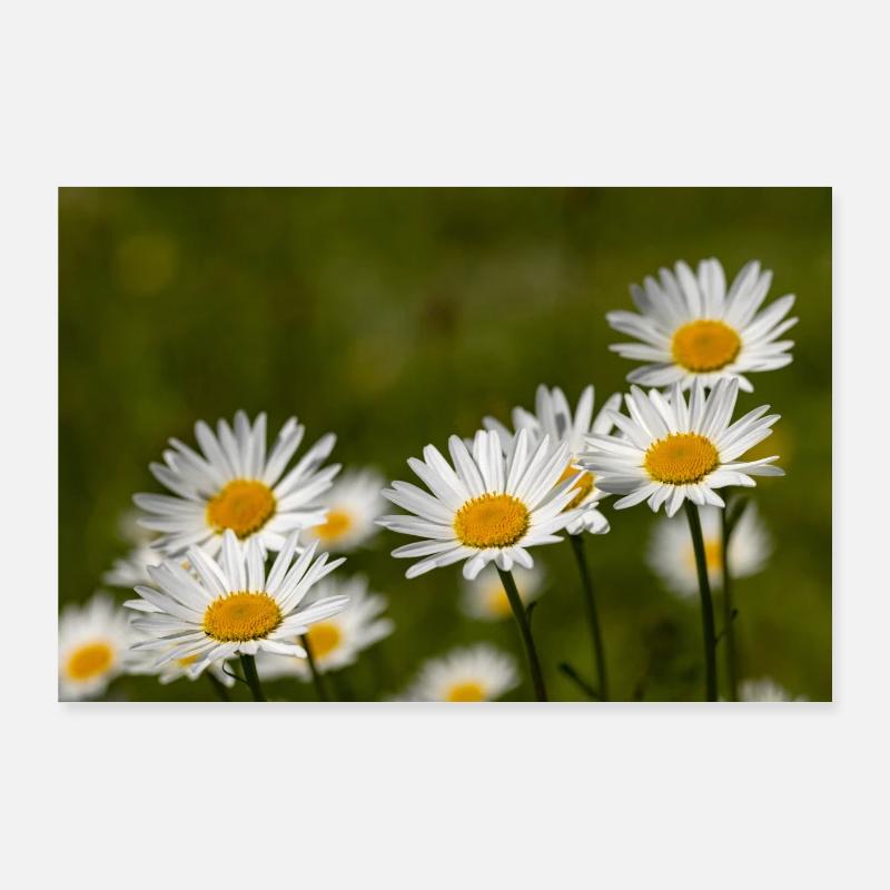 Tusindfryd - Poster 90x60 cm - vit