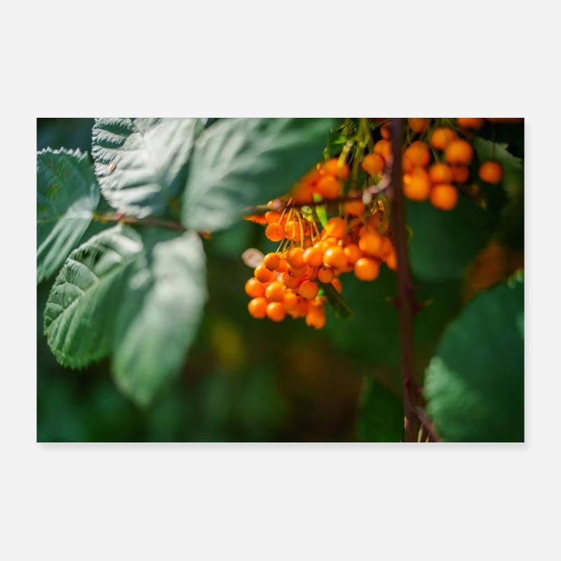 Berries Poster 36" x 24" (90x60 cm)