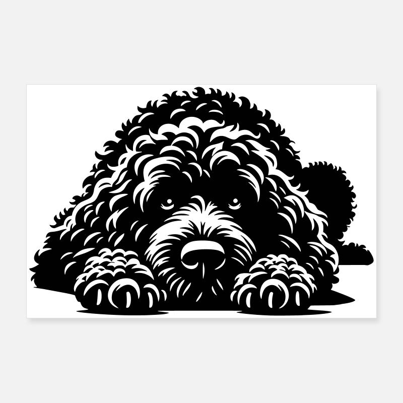 Spanischer Wasserhund Poster 90x60 cm