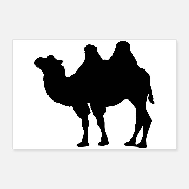 Kamel Poster 90x60 cm