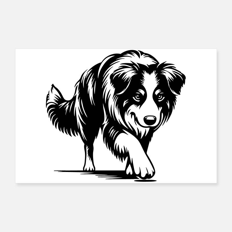 Australian Shepherd Poster 90x60 cm