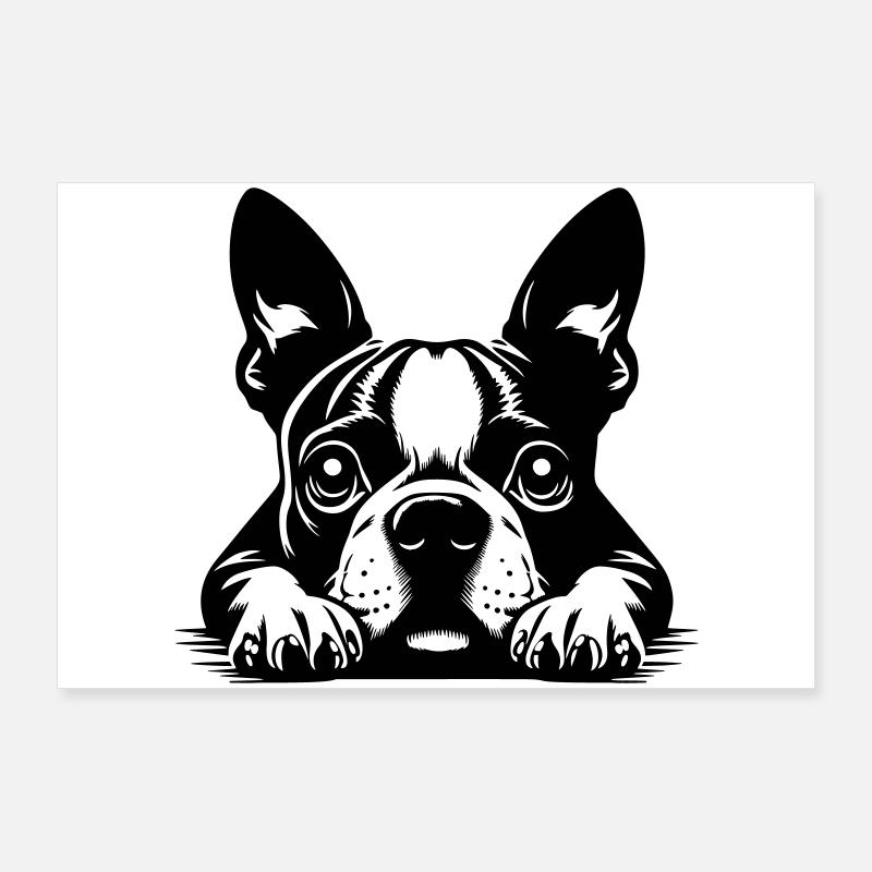 Tête de Boston Terrier avec pattes Poster 90 x 60 cm