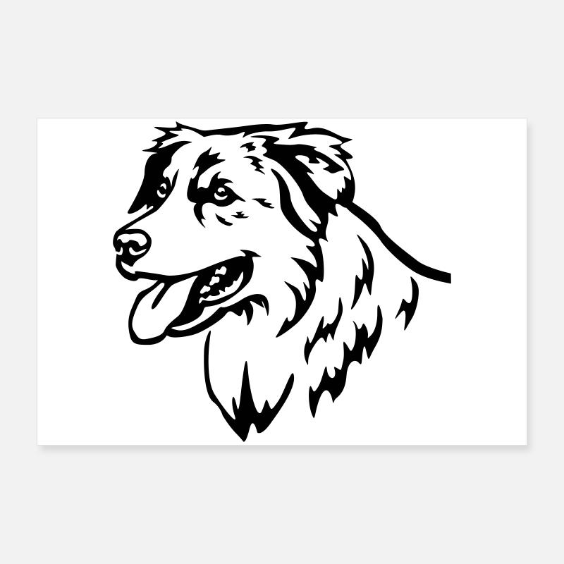 Australian Shepherd Kopf Poster 90x60 cm