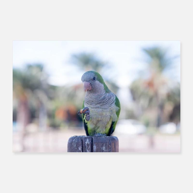 Mönchs-Papagei Poster 90x60 cm