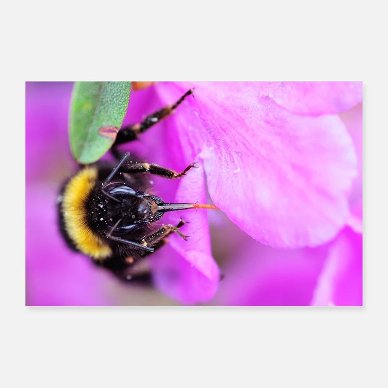 Bee on the violet Poster 36" x 24" (90x60 cm)