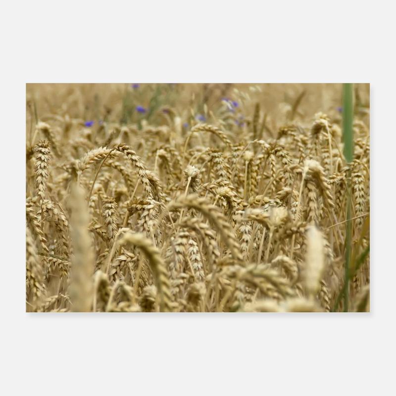 champ de blé - Poster 90 x 60 cm - blanc