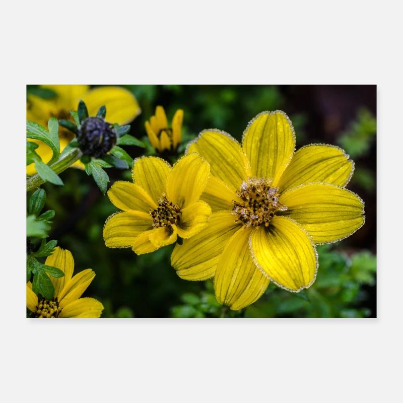 Yellow and icing Poster 36" x 24" (90x60 cm)