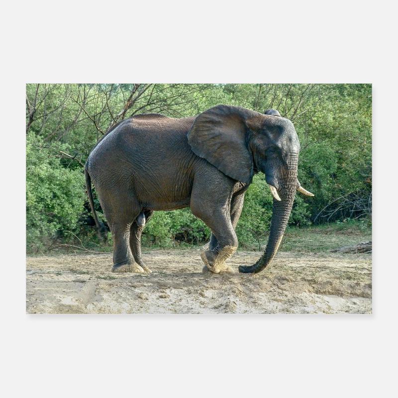 L’éléphant piétinait le pied dans le sable. Poster 90 x 60 cm