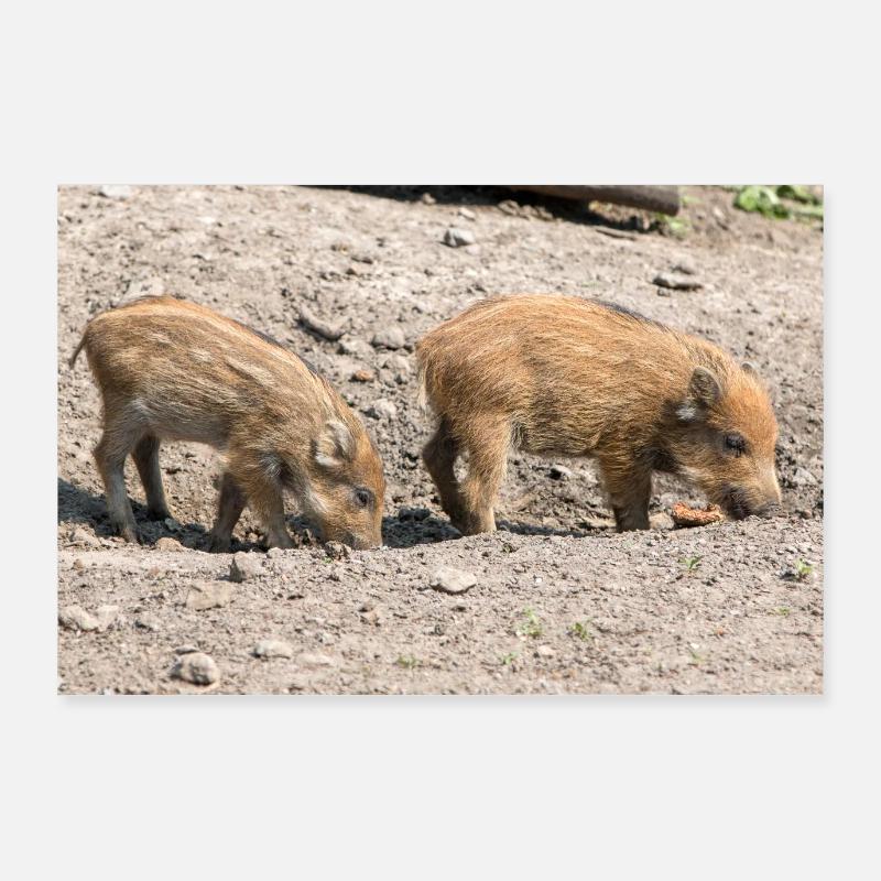 Boarling Boar (Sus scrofa) Poster 36" x 24" (90x60 cm)