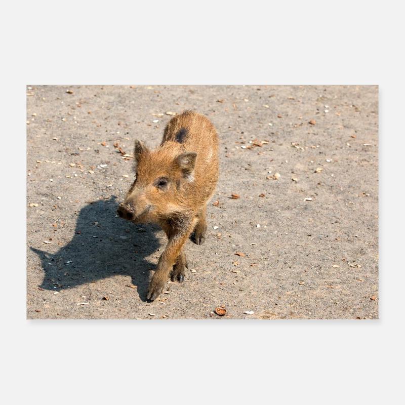 Sanglier (Sus scrofa) dans la forêt Poster 90 x 60 cm