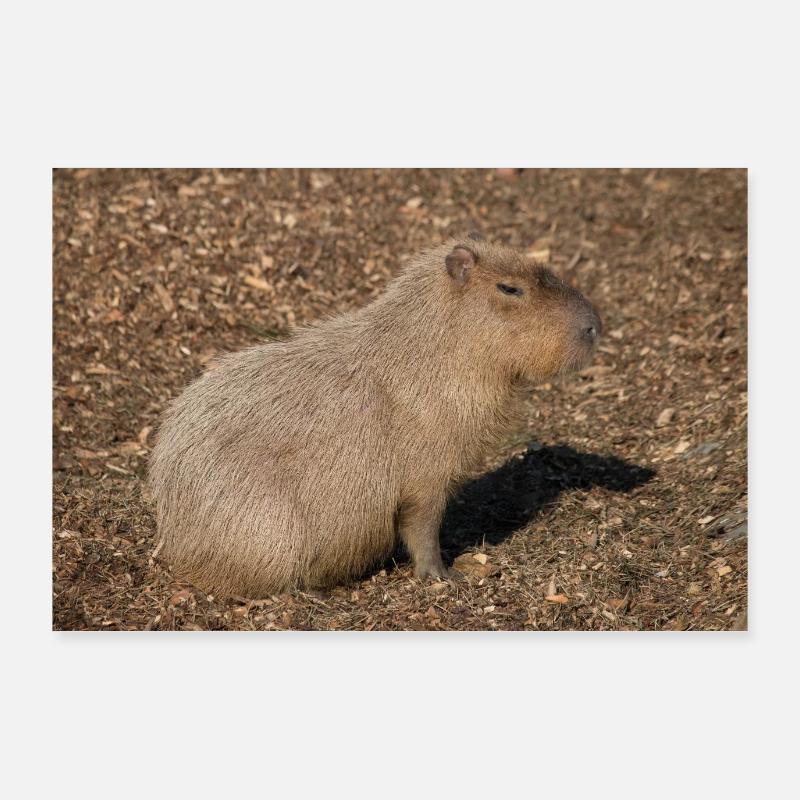 Capybara capybara (Hydrochoerus hydrochaeris) Poster 90 x 60 cm