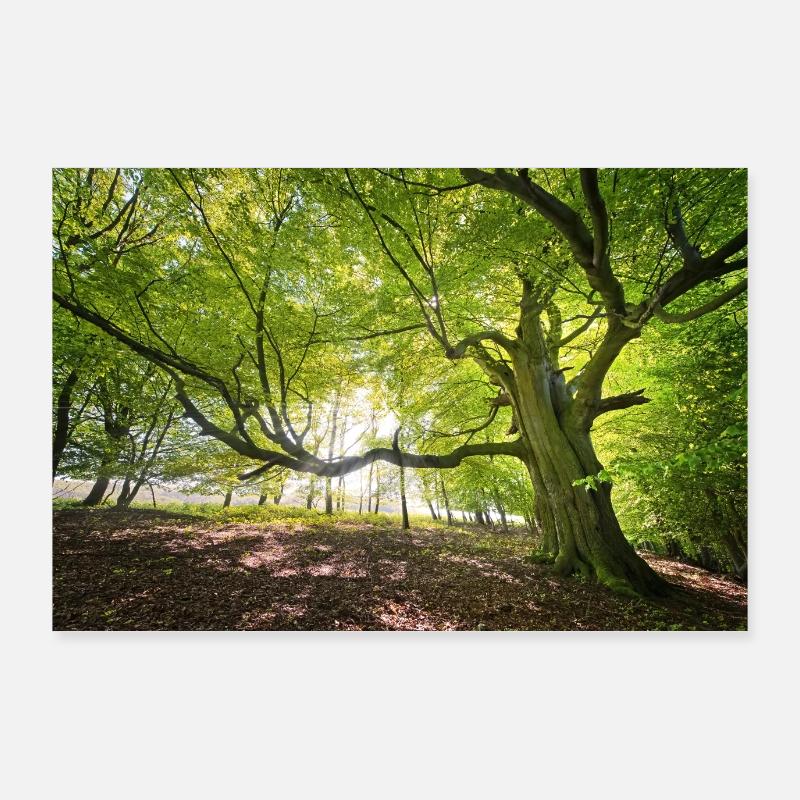 Baum Poster 90x60 cm