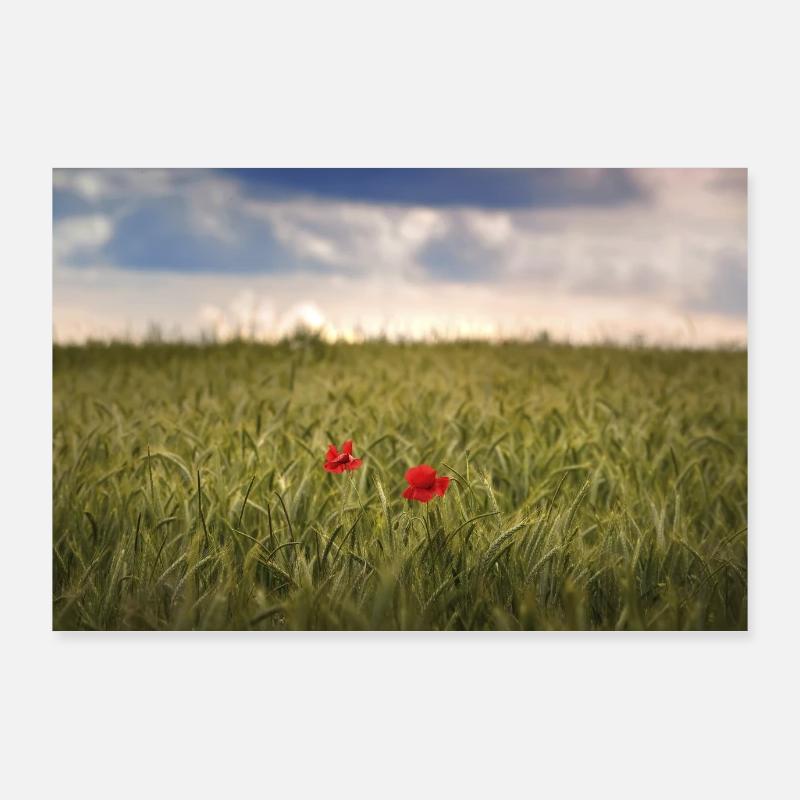 Mohnblumen Poster 90x60 cm