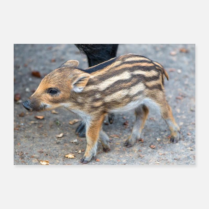 Sanglier (Sus scrofa) dans la forêt Poster 90 x 60 cm