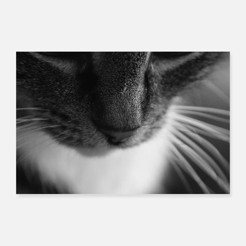 Cat black white Poster 36" x 24" (90x60 cm)