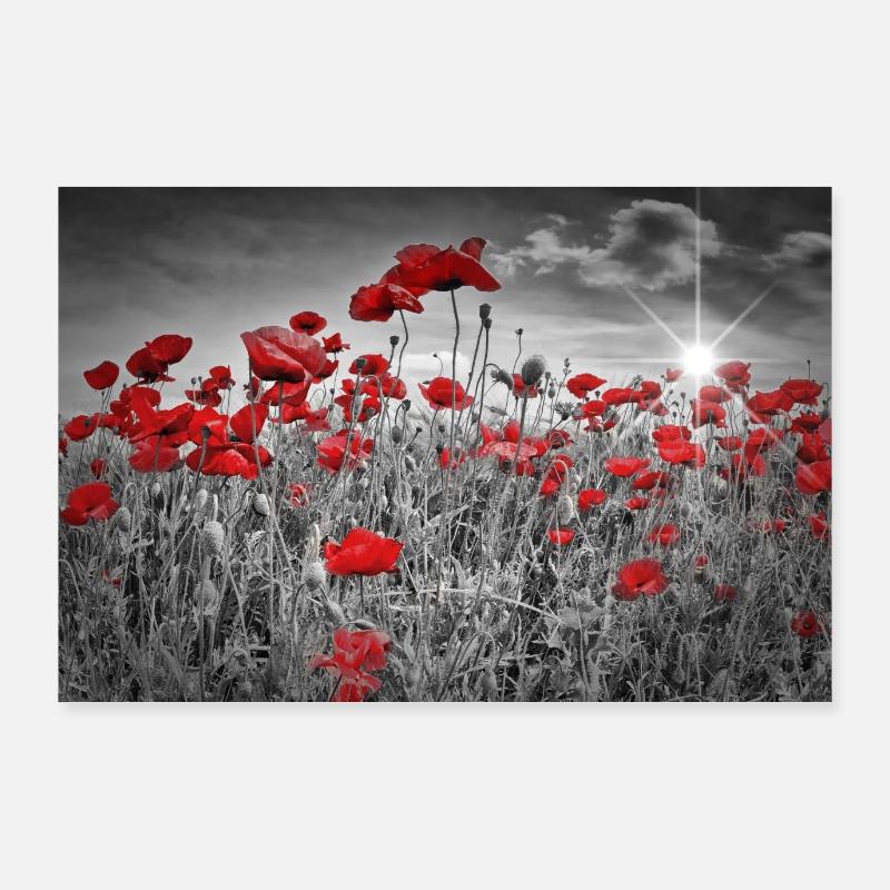 Idyllisches Mohnblumenfeld - Poster 90x60 cm - Weiß