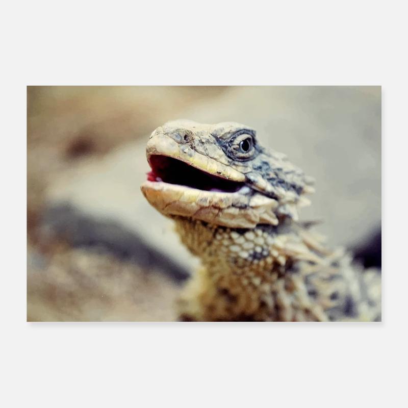 dragon barbu Poster 90 x 60 cm