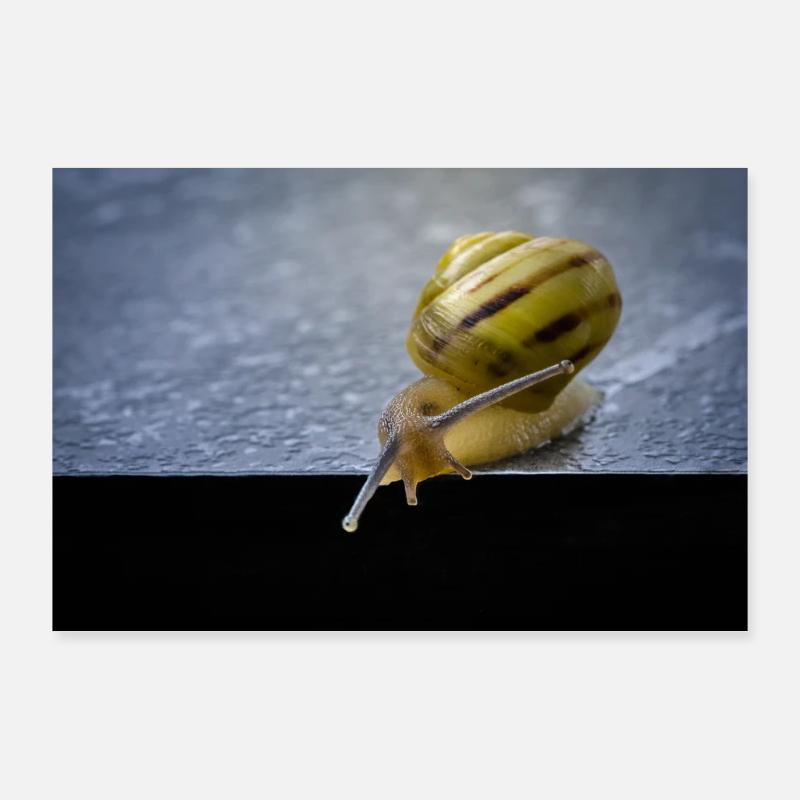 Escargot dans le jardin Poster 90 x 60 cm