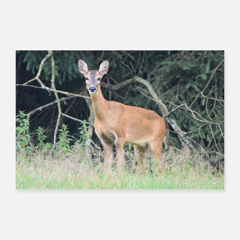 Reh Wald Poster 90x60 cm