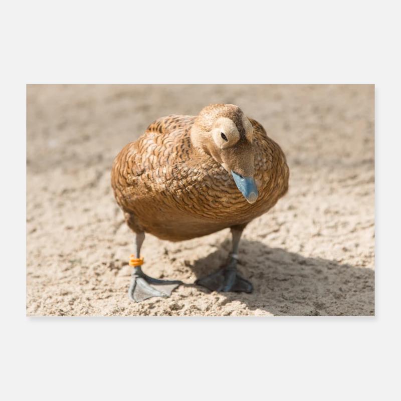 Eider Duck (Eiderente, Somateria mollissima) Poster 90x60 cm