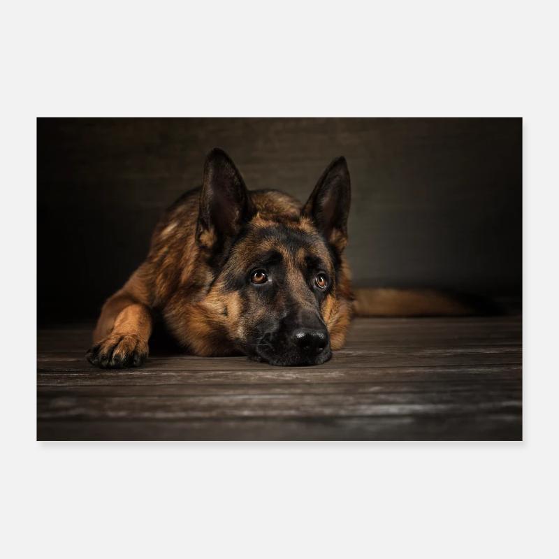 German Shepherd lying German Shepherd - Poster 36" x 24" (90x60 cm) - white