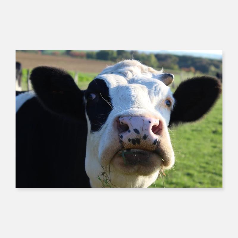 Cow Poster Poster 36" x 24" (90x60 cm)
