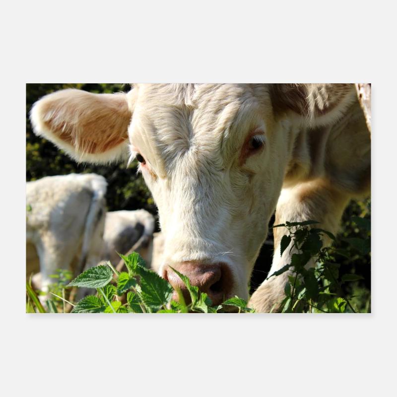 Affiche vache Poster 90 x 60 cm