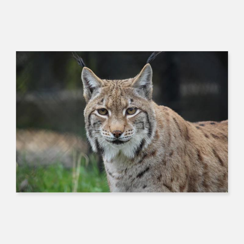 Luchs - Poster 90x60 cm - Weiß