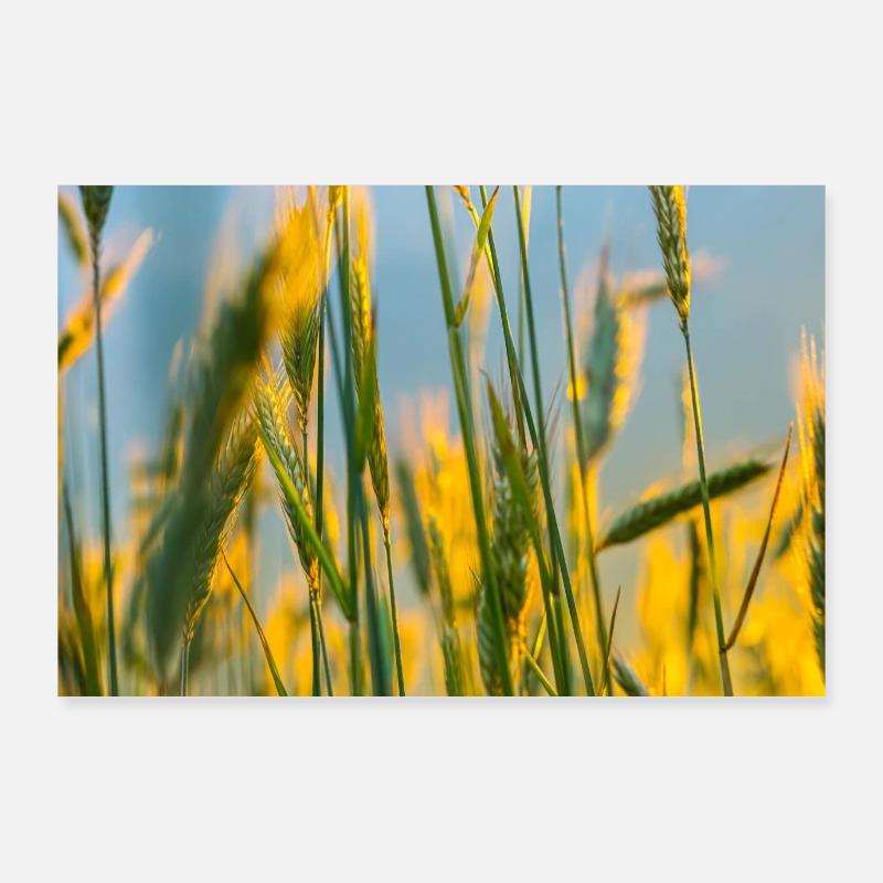 Épis de blé - Poster 90 x 60 cm - blanc
