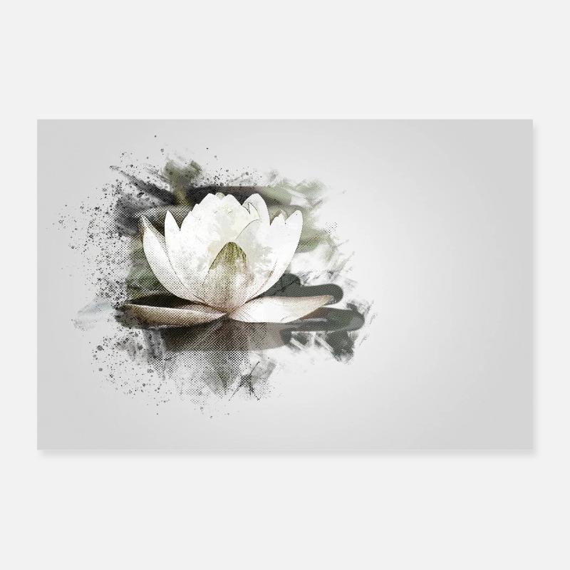 Seerose weiß Poster 90x60 cm