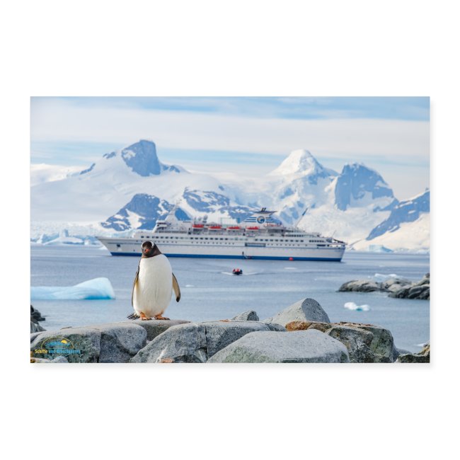 SuK Bild - Antarktis - Ein Pinguin vor MS Delphin