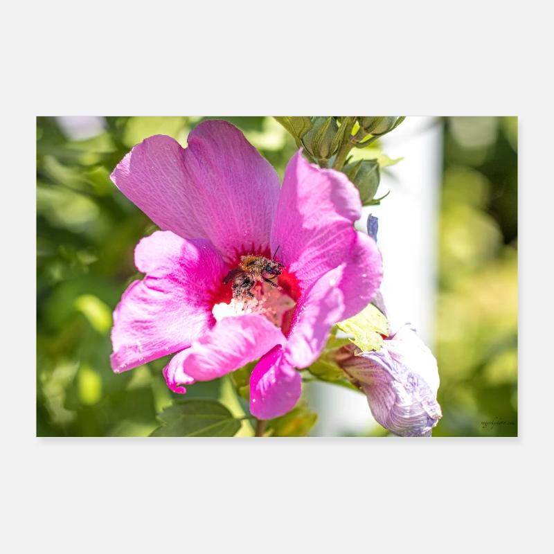 Blume mit Hummel Poster 90x60 cm
