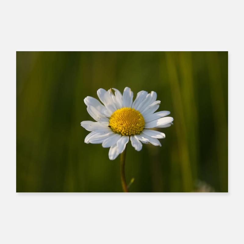 Margeriten Margerite Gänseblümchen - Poster 90x60 cm - Weiß