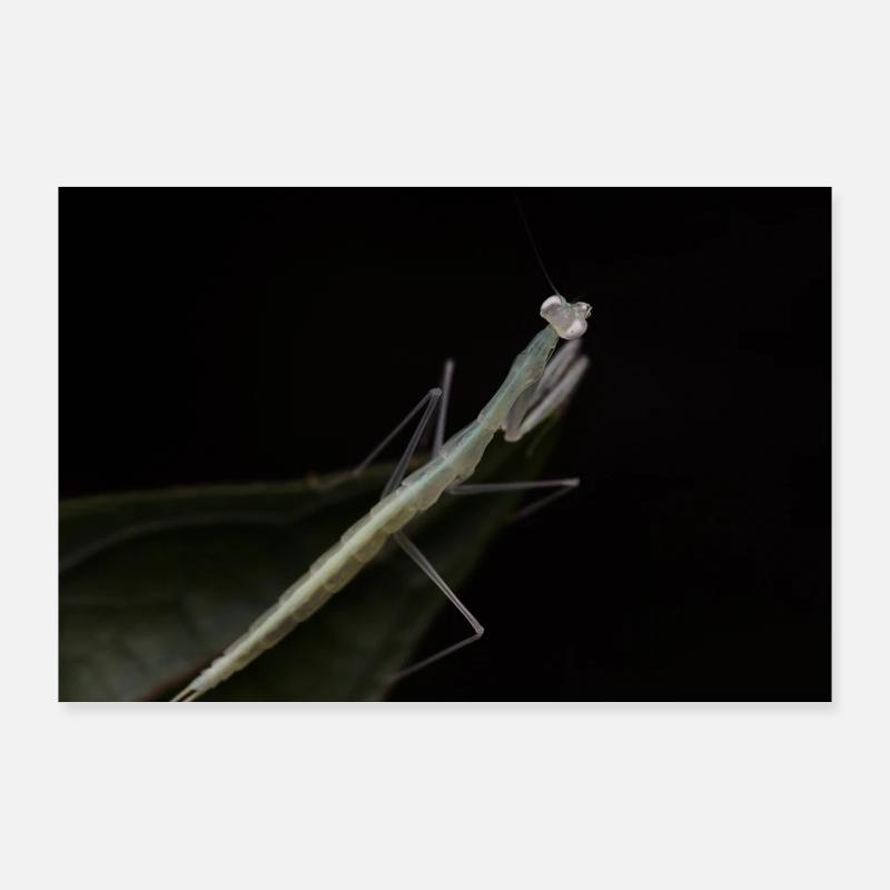 Sinomantis denticulata Nymphe - Glasmantis Poster 90x60 cm