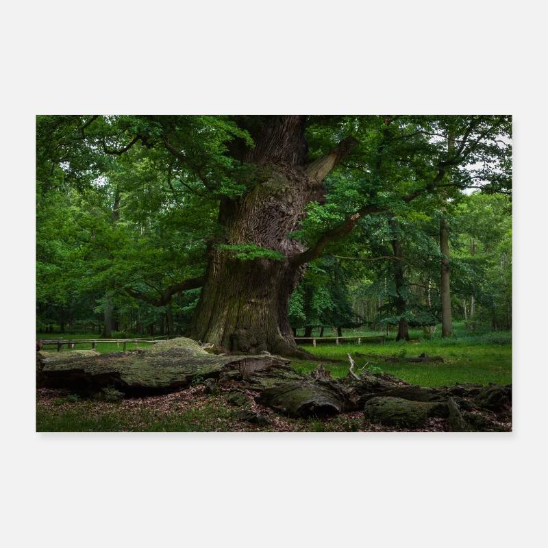 Trunk Poster 36" x 24" (90x60 cm)