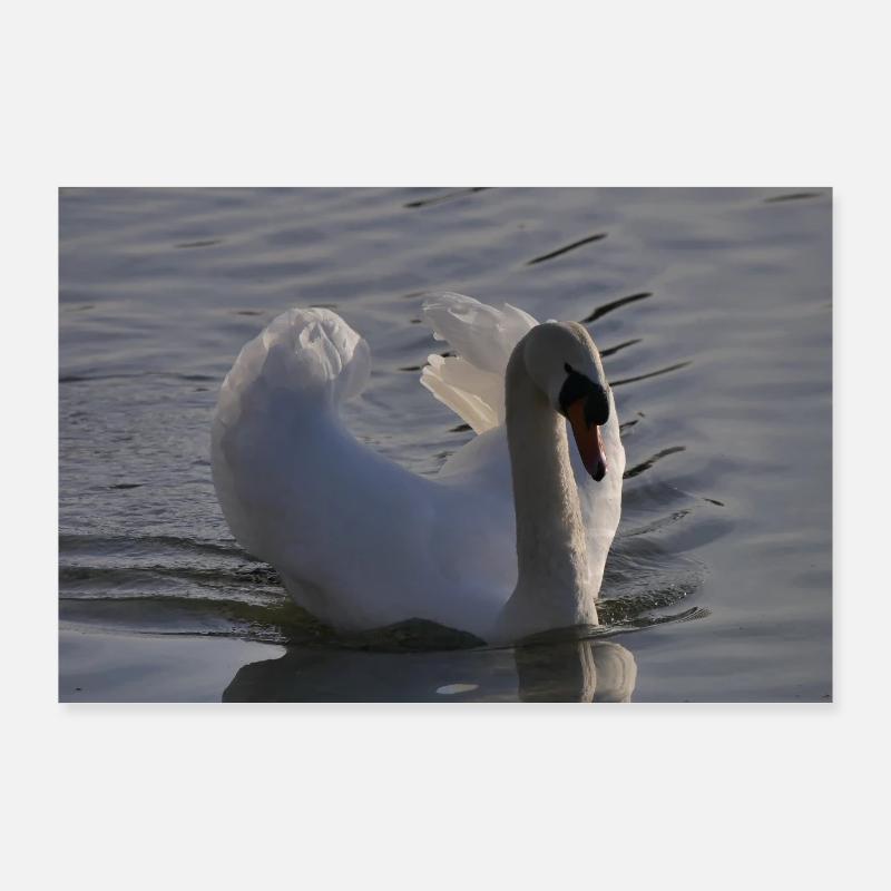 Schwan Poster Poster 90x60 cm