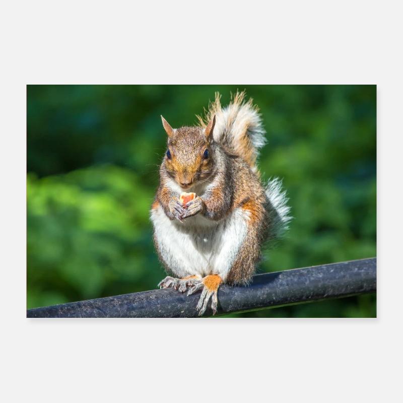 Manger Écureuil gris Grauhörnchen Sciurus caroline Poster 90 x 60 cm
