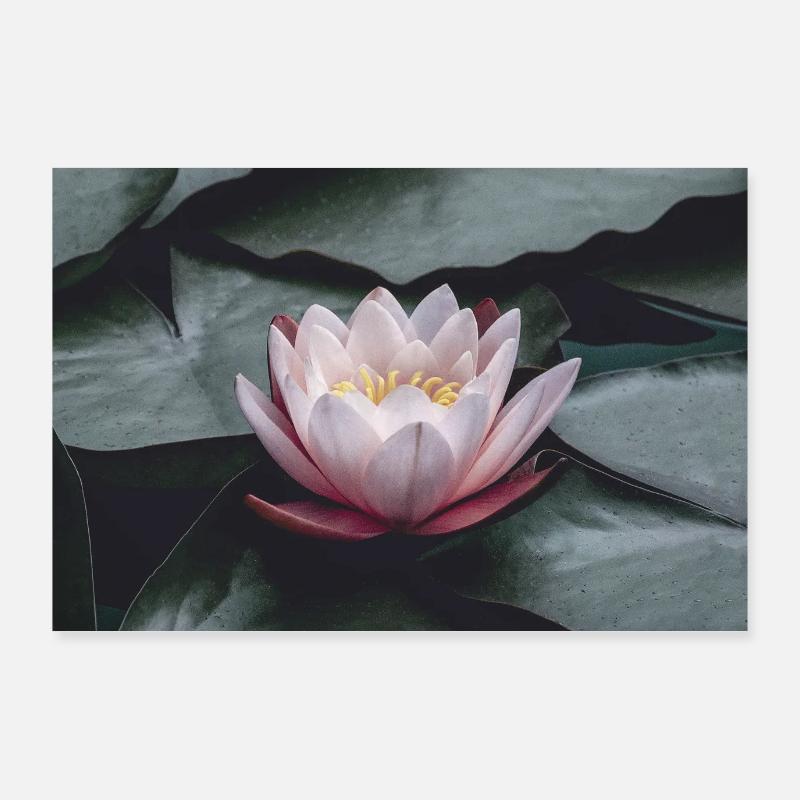 Nénuphar Poster 90 x 60 cm