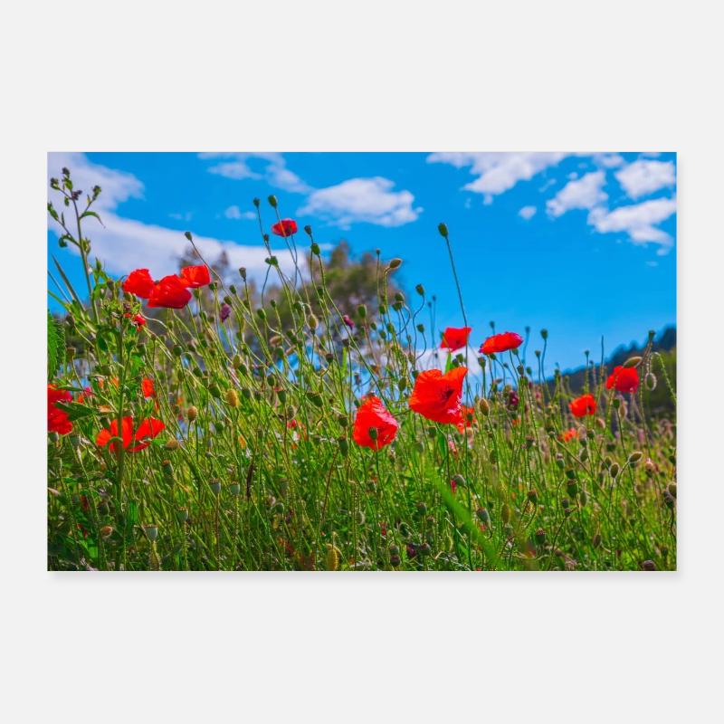Poppies in summer meadow Poster 36" x 24" (90x60 cm)