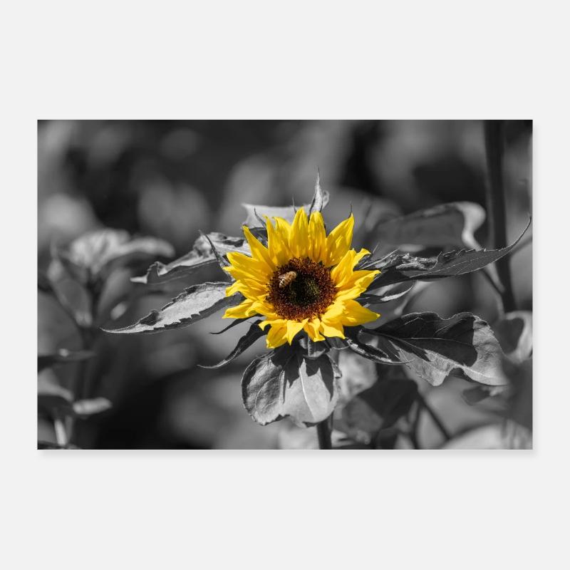 Artwork greyscale Sonnenblume und Biene Poster 90x60 cm