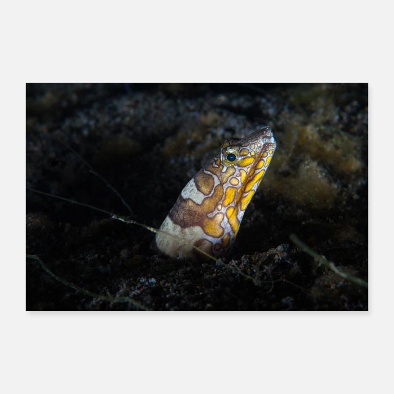 Napoleon snakes eel Poster 36" x 24" (90x60 cm)