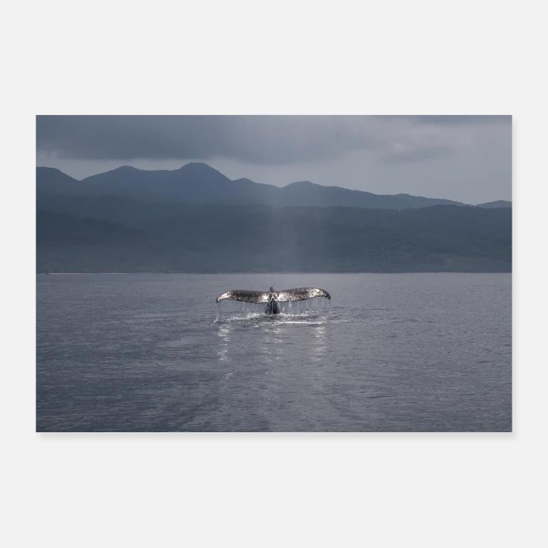 Aileron de baleine Poster 90 x 60 cm