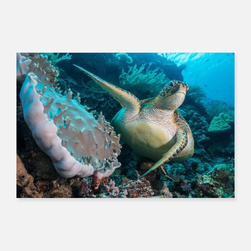 Turtle Poster 36" x 24" (90x60 cm)