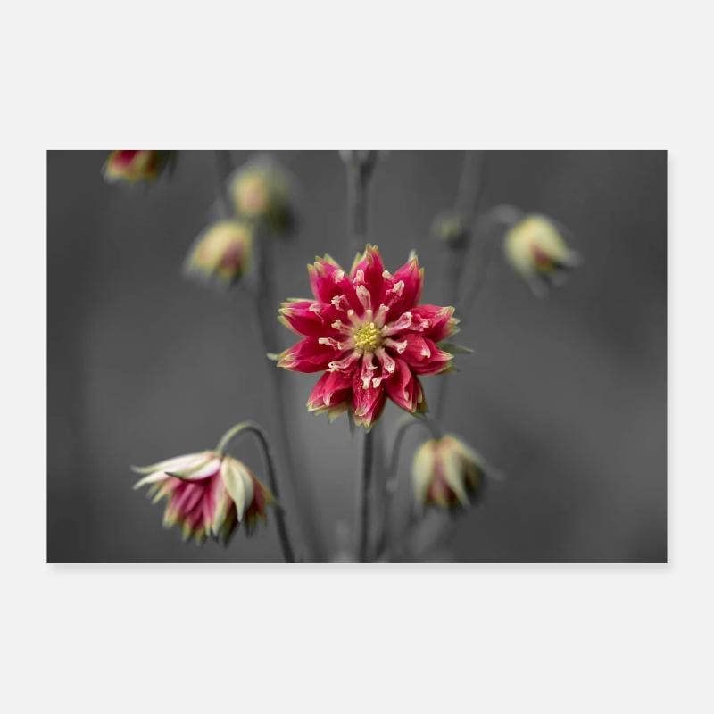Niveaux de gris des fleurs Poster 90 x 60 cm