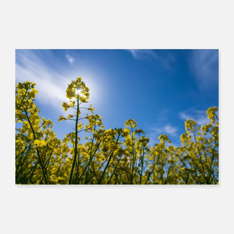 Raps im Sommer Poster 90x60 cm