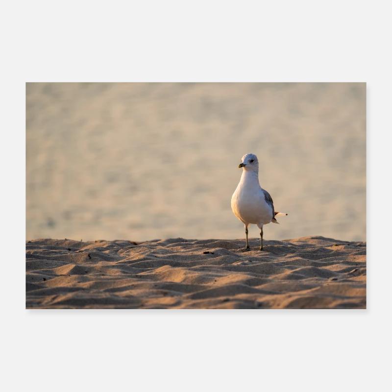 Seagull on the beach Poster 36" x 24" (90x60 cm)